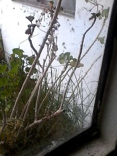 Comentarii opinii despre El Faro