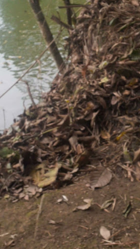 Seipa cabañas panki