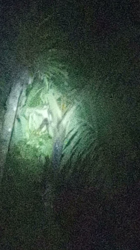 Golden Coffee Amazonas - Yantzaza