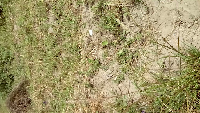 Los Pescados De Pungahuito