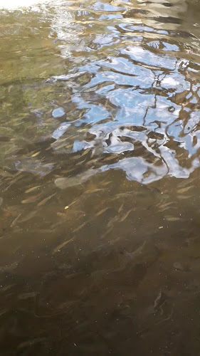 TRUCHAS LA VALENTINA - Gastronomía y hostelería