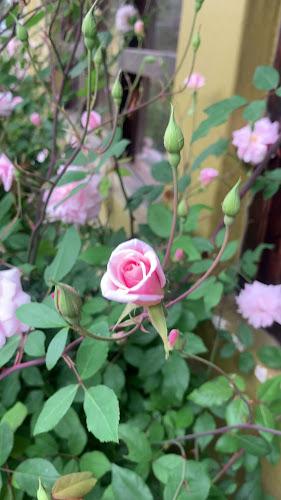 XC76+6VX, La Tebaida Calle La Maná entre Calle Mulalillo y, C. Pujili, Salcedo