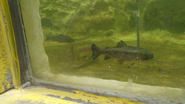 Hosteria Capillapamba - Cuenca