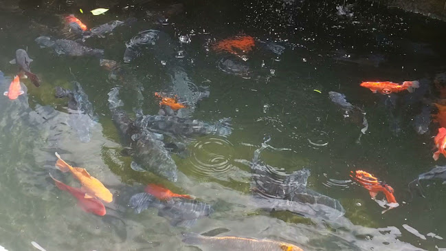 La Playa del Pisque - Gastronomía y hostelería