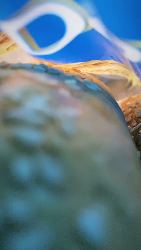 Opinii despre La Avenida Restaurant în Puyo - Gastronomía y hostelería