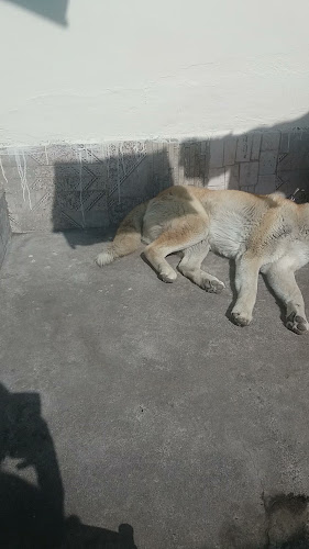 PIZZERÍA MONREAL - Riobamba