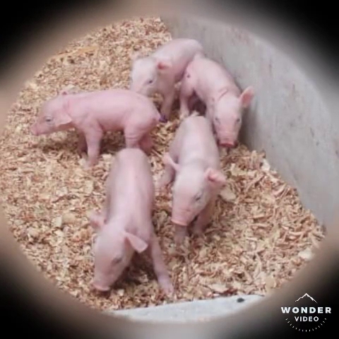 Opinii despre GRANJA EL LIMONAR în Cubijíes - Gastronomía y hostelería