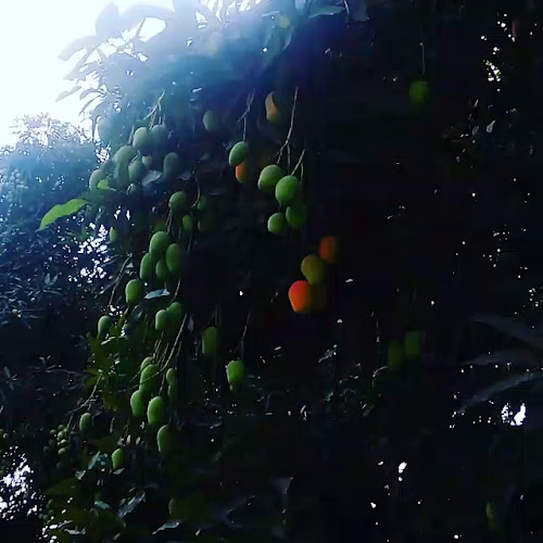 Comentarii opinii despre Finca Nuestra Fe