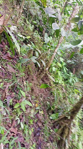 Golden Coffee Amazonas