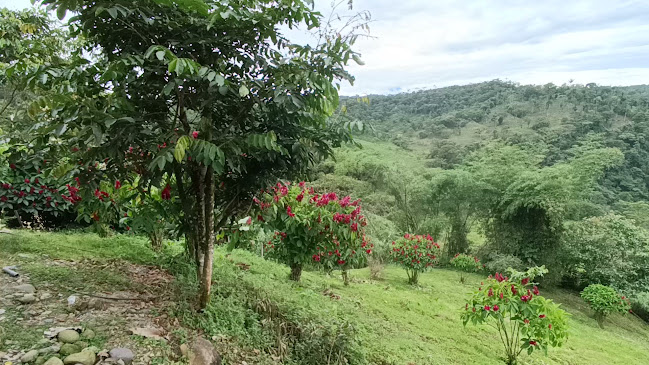 Opinii despre Restaurante Paradero Doña Susi în Osayacu - Gastronomía y hostelería