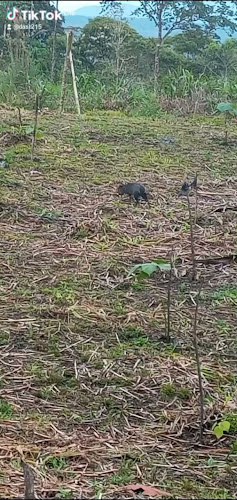 Opinii despre Parroquia Veracruz în Puyo - Gastronomía y hostelería