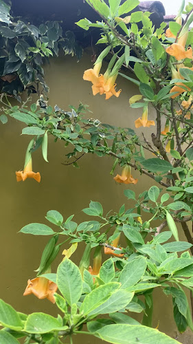La Chimenea de Charles - Salcedo
