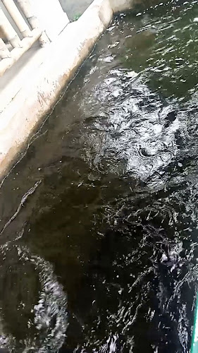 PIRARUCÚ - Nueva Loja