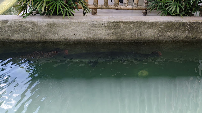 Opinii despre PIRARUCÚ în Nueva Loja - Gastronomía y hostelería