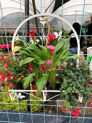 La Casa Vieja Restaurant - El Chaco