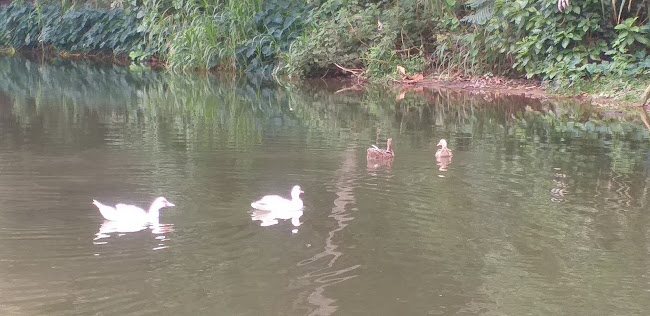 Comentarii opinii despre Balneareo La Represa
