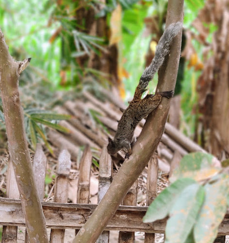 Comentarii opinii despre Restaurant de Pura Leña , gongrepiche (el original)