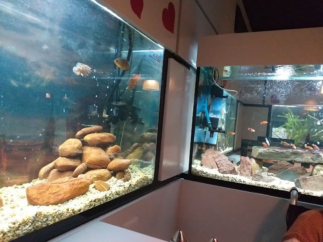 Settimo Mare - Quito