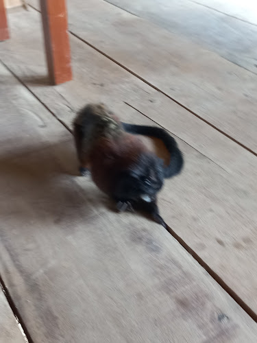 Manioc - Puerto Misahuallí