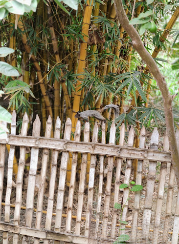 Opinii despre Restaurant de Pura Leña , gongrepiche (el original) în Portoviejo - Gastronomía y hostelería