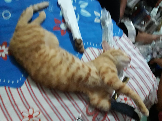 Opinii despre Comedor D'Luci în Francisco de Orellana - Gastronomía y hostelería