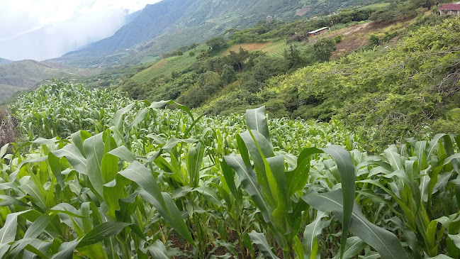 Picanteria shiomi - Gastronomía y hostelería
