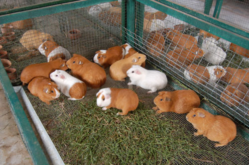 Cafetería Doña Chavelita - Salcedo