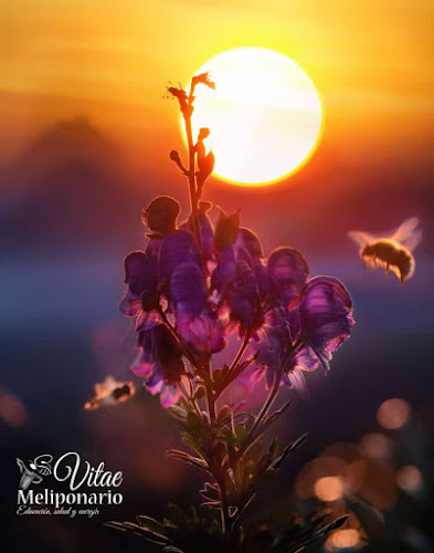 Comentarii opinii despre Meliponario Vitae