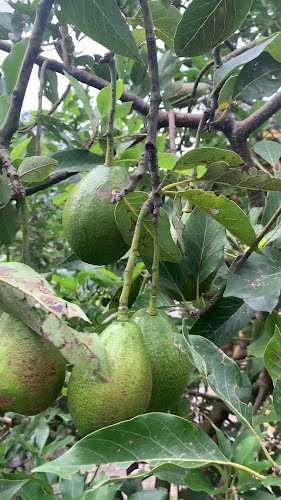 Comentarii opinii despre La Bendita - Chinchiloma