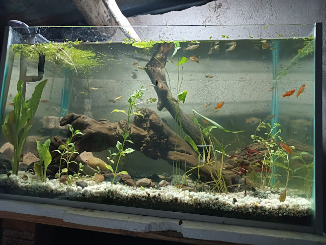 La Playa del Pisque - Tocachi