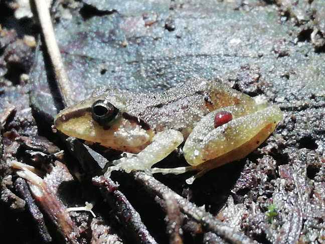 SALOYA FROGS (hospedaje) - Gastronomía y hostelería