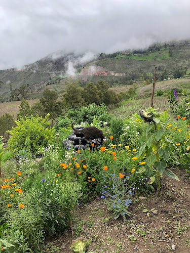 Via Chiripungo, Alausí