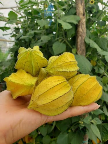 Dolceterra - Laquigo