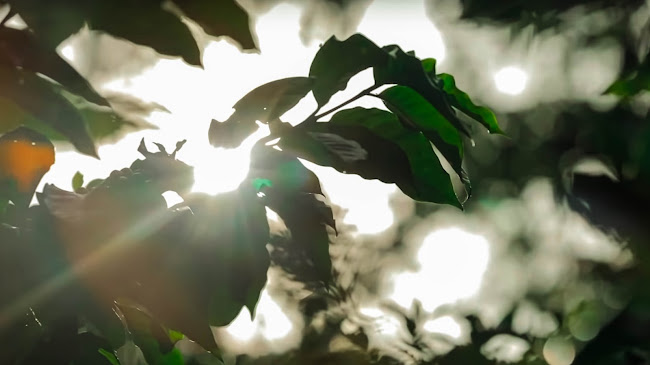 Café Buenavista - Gastronomía y hostelería