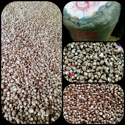 VENTA DE CONCHA al por mayor - Gastronomía y hostelería