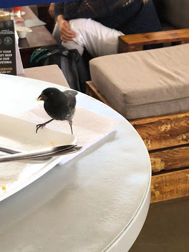 Comentarii opinii despre Pikero Express