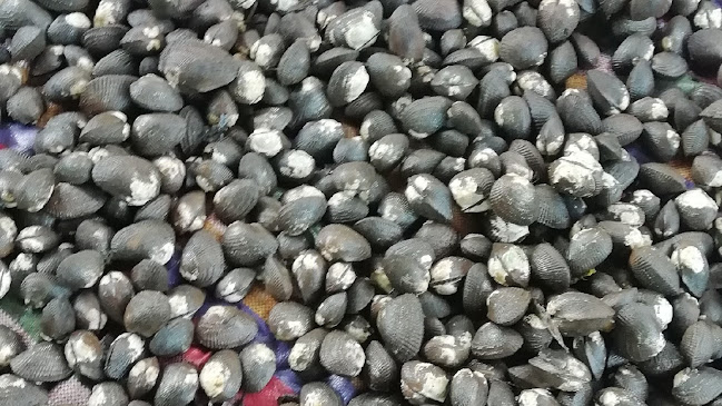 VENTA DE CONCHA al por mayor