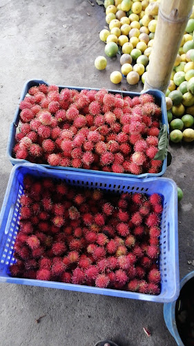 Ramada de los borrachos - Buena Fe