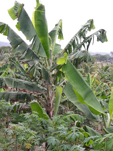 Comentarii opinii despre Finca Divino Niño