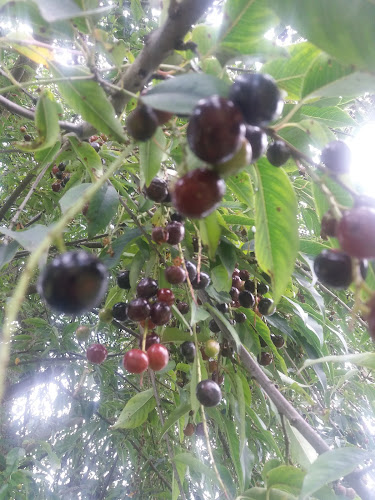 "El Canelazo" Bar-Restaurant - Gastronomía y hostelería