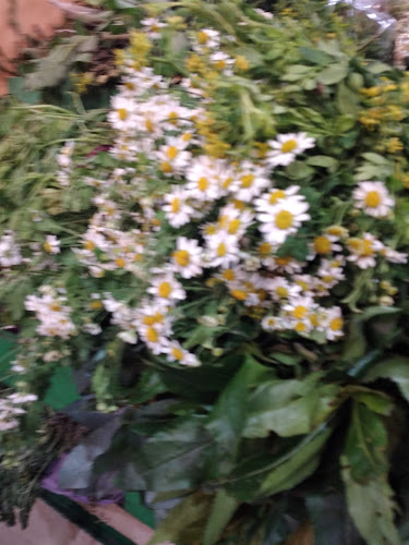 Mercado Central Loja