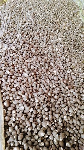 VENTA DE CONCHA al por mayor - San Lorenzo