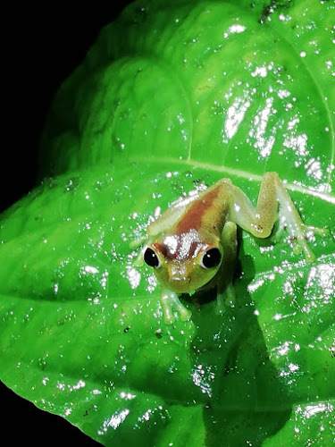 Opinii despre SALOYA FROGS (hospedaje) în San Miguel de Los Bancos - Gastronomía y hostelería