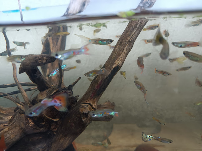 Opinii despre La Playa del Pisque în Tocachi - Gastronomía y hostelería