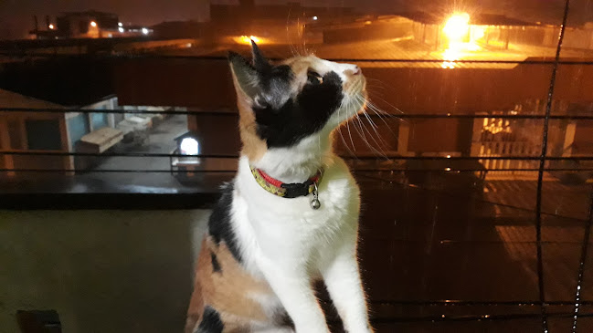 Mercado Central - Velasco Ibarra