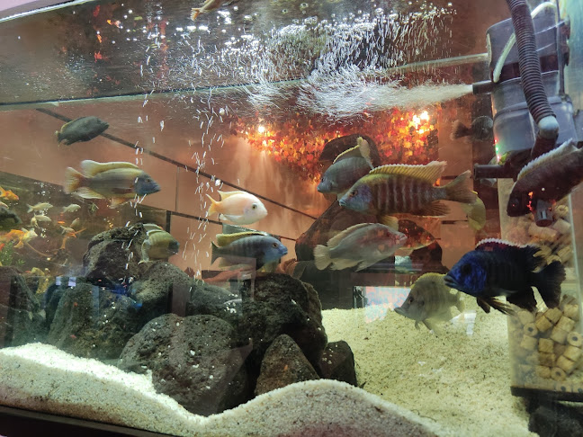 Settimo Mare - Gastronomía y hostelería