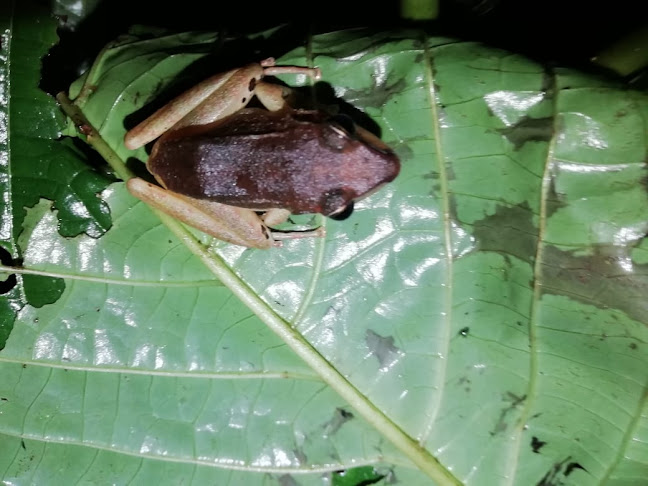 Opinii despre SALOYA FROGS (hospedaje) în San Miguel de Los Bancos - Gastronomía y hostelería