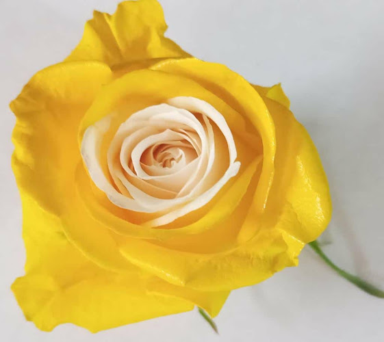 Luxury Flowers Luxflower S.A. - Latacunga