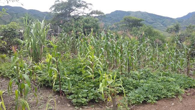 Comentarii opinii despre Picanteria shiomi