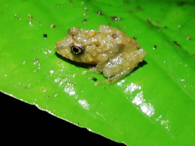 SALOYA FROGS (hospedaje)